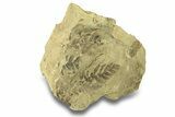 Pennsylvanian Fossil Seed Fern (Alethopteris) With Fossil Cone #264891-3